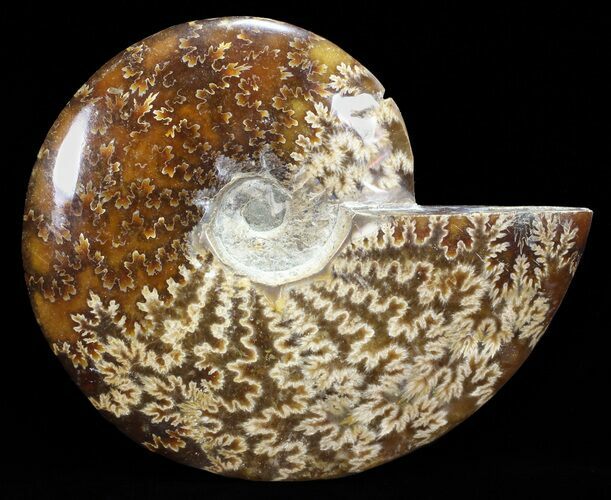 Polished, Agatized Ammonite (Cleoniceras) - Madagascar #60755